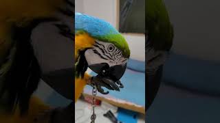 루카 잣 까는 소리 반복재생 #shorts #청금강