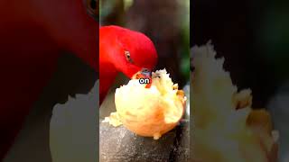 Parrot Life  Wild vs  Home!