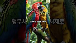 앵무새에 대한 흥미로운 사실 TOP 5!!  #동물 #…