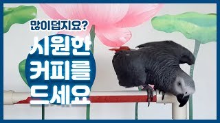 연구대상 똘이회색앵무 &quot;아이구더워 냉커피 많이…