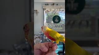 코뉴어의 끝판왕 ‘썬칙’