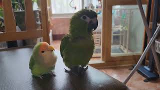 [모란앵무 한스마카우] 엄마표 영상, 할배 두루 #모란앵무 #한스마카우 #animal #lovebird #hansmacaw #parrot #16살모란