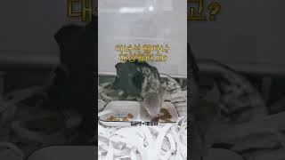 벌써 팰럿을 먹기 시작한 회색앵무새이유조 그런데 알고보…