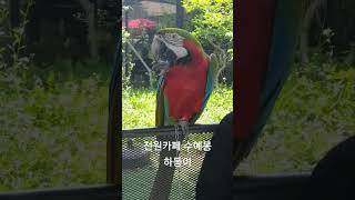 #전원카페_수예몽#백운호수#비싼앵무새#하동이#얌냠