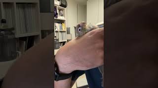 아주 편하구만?아빤 일 하고 있는데..쳇#birds #…