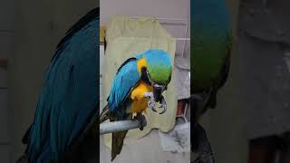 루카 인사시키기 #animal #앵무새 #청금강