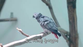 [국립생태원] 회색앵무의 멋진 춤사위