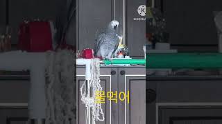 뭉치 브이로그. 계속 먹으라는 뭉치ㅋㅋ #앵무새 #회색…