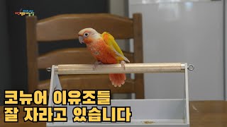 대구앵무새농장에 분양예약하신 코뉴어 애기들 잘 자라고 …
