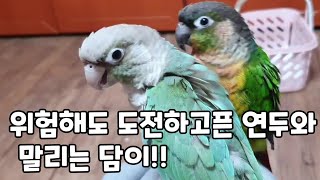 엄마가 혼내도 멈출수없다는 앵무새!!#코뉴어앵무새#co…