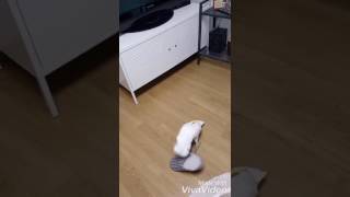 엄브렐라코카투 앵무새