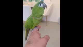 한스퀘이커ㅋㅋㅋㅋㅋ #한스마카우