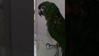 #앵무새#한스마카우 @13세. 남자. 꾸벅꾸벅 조는 모습도 너무 사랑스럽.