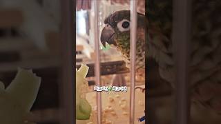 파프리카 좋아하는 코뉴어 앵무새 형제 #코뉴어 #앵무새…