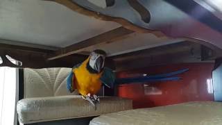 청금강앵무 콴선생의 식탁계곡 건너기 [BLUE&GOLD Macaw Qwan ]