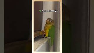 고독한 앵춘기 #사춘기 #갱년기 #앵춘기 #고독한훈련사 #파인애플코뉴어