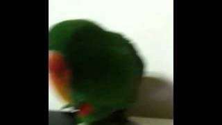 뉴기니아 앵무의 웃음소리