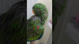 뉴기니아 앵무새 크롱이 털갈이중이에요~ feat 응가테…