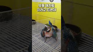 뭐가 돼도 될 청금강 앵무새, 안산 버드스팟 #shor…