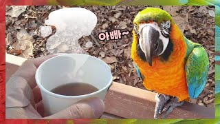 평범한 일상이 감사한 요즘 / 잣 도둑 앵무새와 산책하…