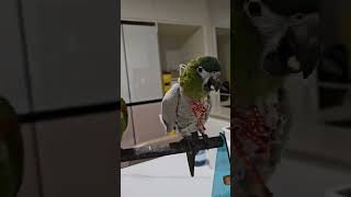 앵무새.한스마카우.뽀미.한나.생밤먹방