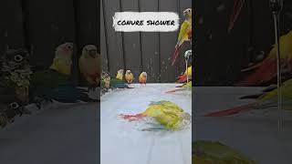 너무 더워서 시원하게 물놀이하는 코뉴어 conure #…