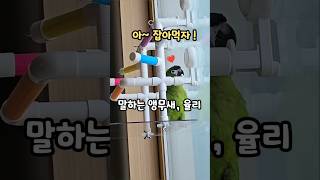 그만 잡아먹어 한스마카우 #율리 #말하는앵무새