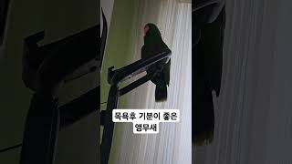 목욕후 기분이 너무좋은 앵무새