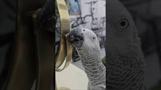 날개, 너는 천상 자전거 가게 회색앵무야 #회색앵무 #…