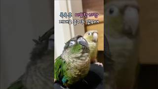 따뜻한 바람이 좋은 앵무새#코뉴어 #parrot #앵무새