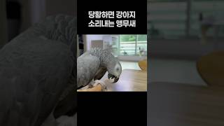 당황하면 강아지 소리내는 앵무새  회색앵무 잠바  #반려동물 #parrot