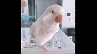 [퀘이커 앵무-일구]일구, 돌아! 돌아! 돌아~~ (Q…