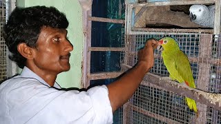 African Grey Parrot & Amazon Parrot Breeding Cage Setup /How Should We Setup Big Bird Breeding Cage.