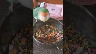 [모란앵무 한스마카우] 다복이가 밥 먹어야 두루도 먹어요 #모란앵무 #한스마카우 #앵무새 #반려동물 #animal #parrot #lovebird #hansmacaw