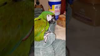 Emmy the severe macaw
