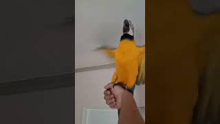 루카 날개짓 #청금강 #shorts