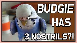 사랑앵무새 콧구멍이 3개로 태어난 사랑앵무새 잉꼬?  귀여움 주의웃긴동물 영상 순간들 모음 [귀여운 애완동물 앵무새 입양]
