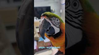 엄마한테 혼나기 싫은 앵무새가 선택한 방법은? #앵무새 #마카우 #잔머리대왕