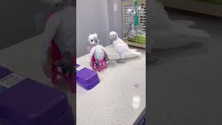 Coco can play now! #parrot   #cockatoo