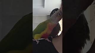 (코뉴어 봄,여름) 감미로운?새 소리, 시원한? 귀 마…