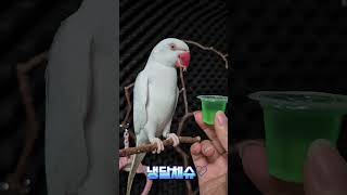 젤리간식#목도리앵무새#앵무새#parrot#먹방#간식#코뉴어#모란#젤리