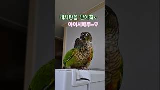 코뉴어앵무새#하랑이#하봉이#parrot