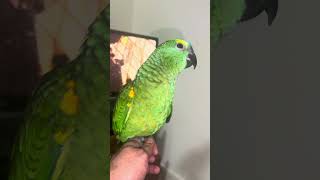 Meet My Baby Amazon Blue-Front…