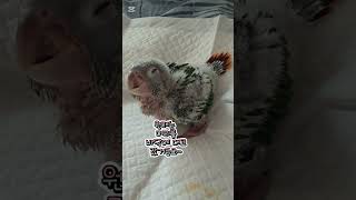 코뉴어앵무새 횃대 서는 연습~앉아서 졸아요~귀여워요~#…