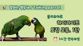 토킹모음심심한 앵무새를 위한 영상 [1탄] #말하는앵무새 #앵무새말가르치기