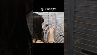 같이 헤드뱅잉 #앵무새 #앵무새집사 #앵무새집사일상 #…