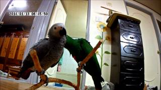 회색앵무&amp;뉴기니아