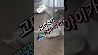 까꿍 말하는 앵무새 퀘이커 목소리 #이쁜목소리 #sho…