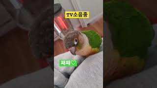 쉴새없이찾는집사공격하는코뉴어#Shorte#코뉴어#사랑앵…