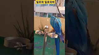 누구한테 오라는거니? #청금강 #청금강앵무새 #maca…